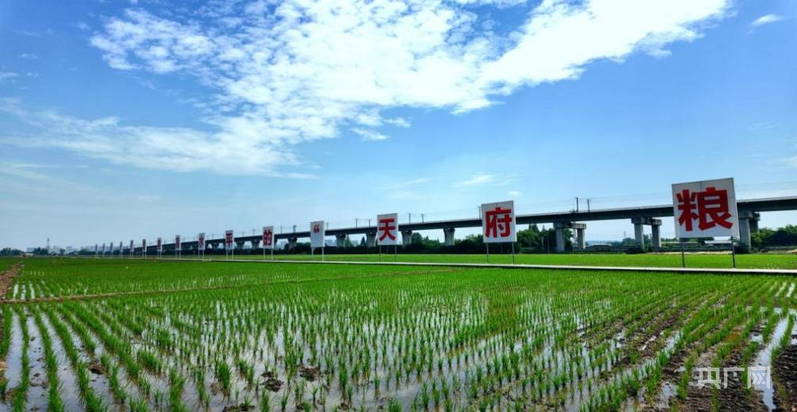 【牢记嘱托·看见美好中国】藏粮于技 智慧护航“天府粮仓”