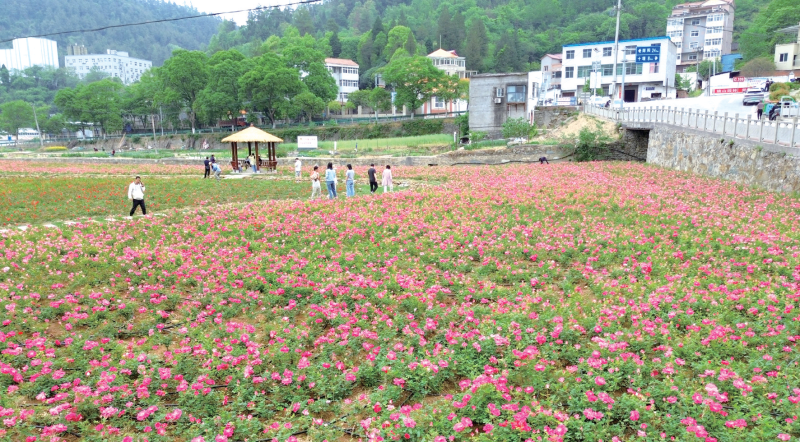 花开十堰·一朵花带火一个村⑧梁家沟村：月季花开春满园