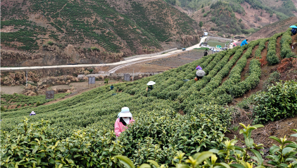 从荒山到金山，一片茶叶托起的通山乡村振兴路