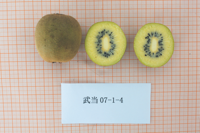 奇异果体育平台入口加快发展新质生产力丨我市打造优质猕猴桃育种“摇篮”(图1)