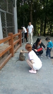 马鞍山森林公园一女游客好奇摸猴子被咬伤_今