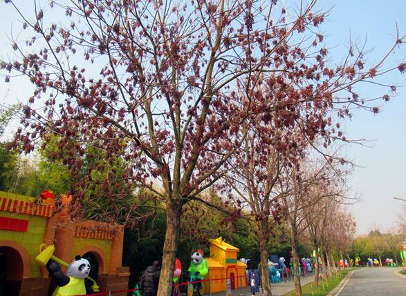 寒冬树上挂满了果实