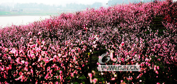 三月桃花盛开_图鉴原委
