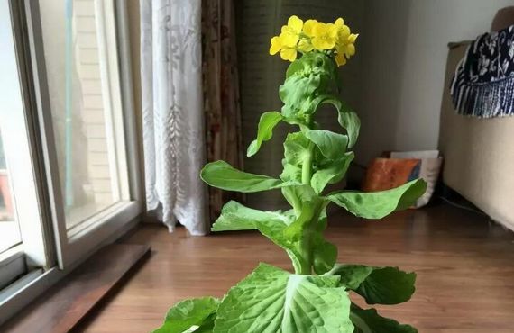 有趣!萝卜上的白菜开花了