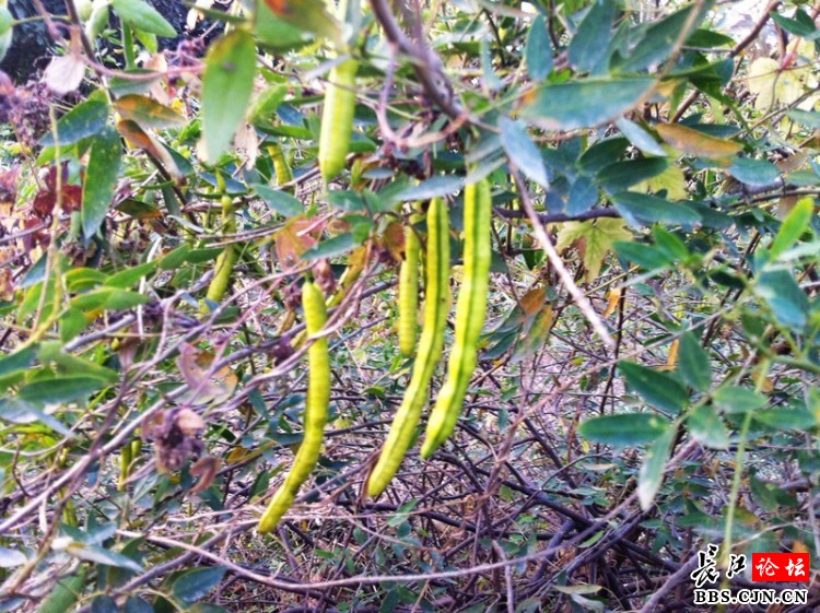 不知名灌木树上冬天开黄花结"豆角"