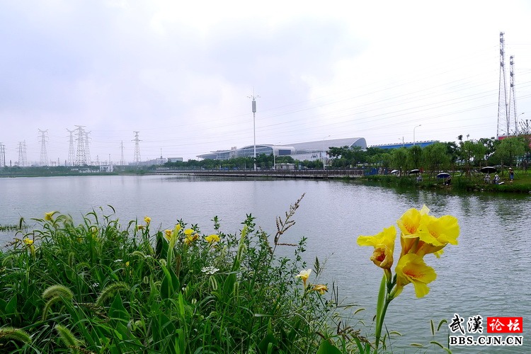 杨春湖湿地公园湖水清澈百花争艳