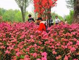 青山公园第八届杜鹃花展