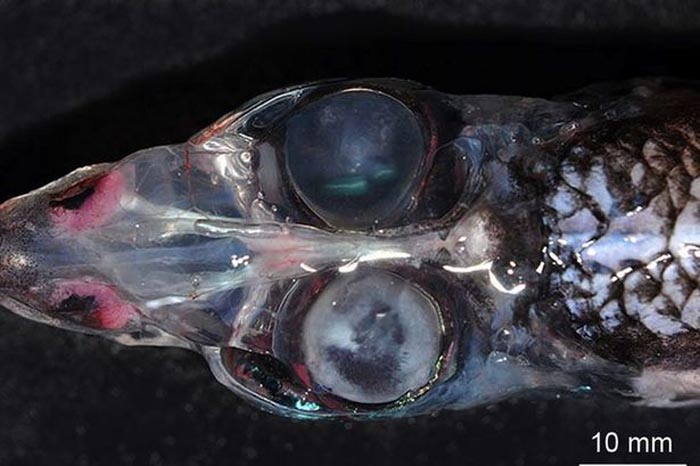 德国科学家在深海发现四眼怪鱼。（网页截图）