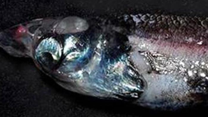 德国科学家在深海发现四眼怪鱼。（网页截图）
