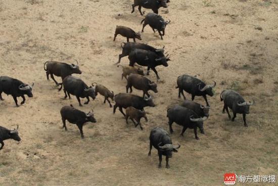 马纳普斯国家公园的牛群。