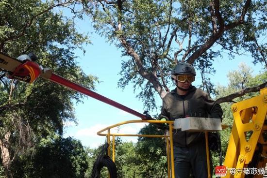 公园树木被一种槲寄生侵袭，志愿者们带来了升降机、高枝锯，帮助清除槲寄生。