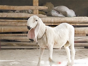 1200万天价"刀郎羊"史上最贵 品相怪异
