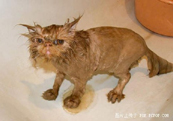 猫咪搞笑图