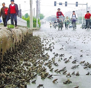 武汉南京两地大量小蛤蟆上街