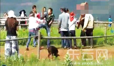 网曝丽江一景区人员打女游客 游客赔3500元和解