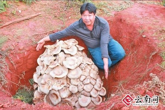 一窝野生菌 重82.8公斤已成功申报世界最大口蘑菇