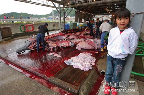 日本渔民过血腥杀海豚节百头海豚被猎杀