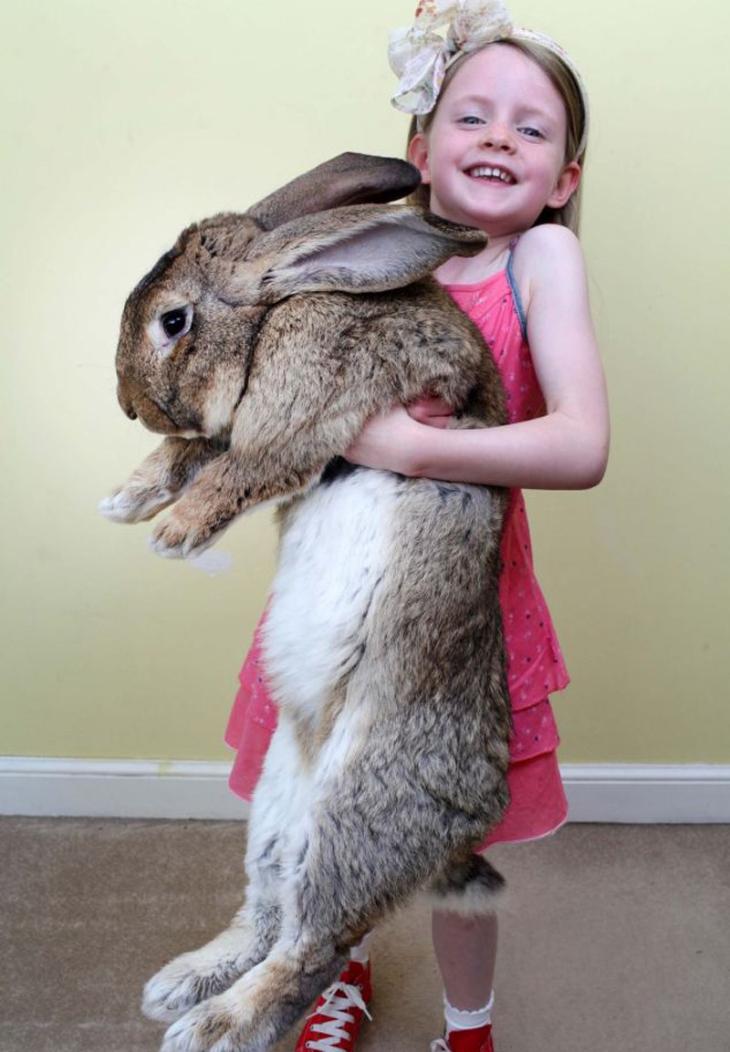 世界最大兔子长1米重45斤每年吃4千美元食物