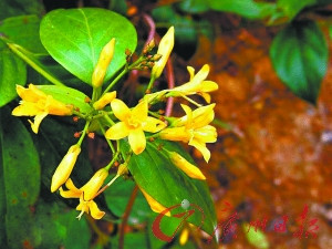断肠草误作金银花外孙女殒命外婆汤(图)