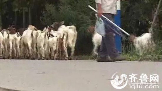 20天前,临沂的路大哥从嘉祥的梁宝寺镇买了一批羊,准备靠养羊发家。可是万万没想到,整整240只羊买到家之后,20天内全都死光了。(视频截图)