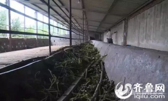 卖羊的老板说,不是羊瘟,这是正常情况。(视频截图)