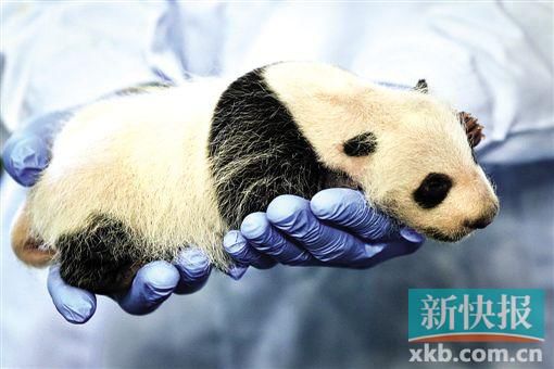 汶川地震受灾大熊猫当妈妈了