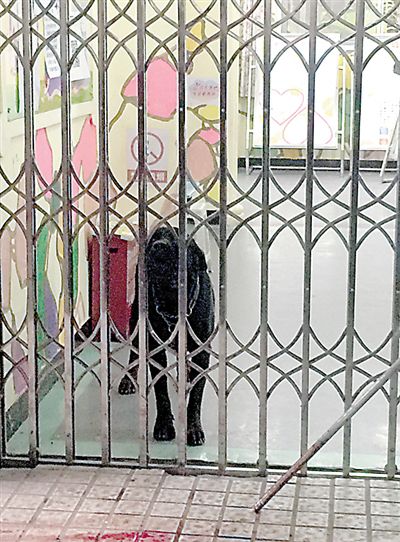 30日,沙坪坝土湾,一条大黑狗跑进一家幼儿园。本报记者 30日,沙坪坝土湾,一条大黑狗跑进一家幼儿园。本报记者
