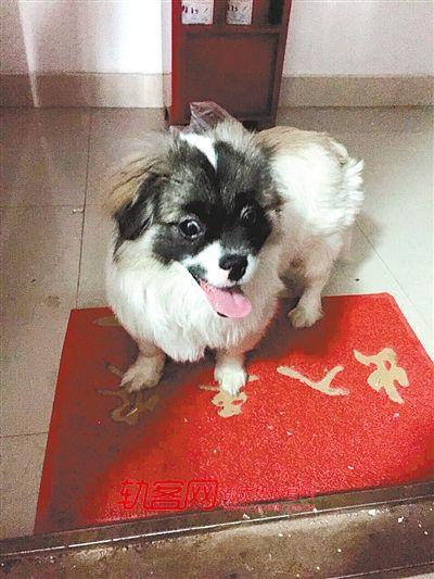 3月31日，一名叫“晓宇”的网友在自己的朋友圈发了一条消息：“九龙坡一只小狗被主人抛弃，自己找回家，从1楼爬到26楼，主人却拒之门外……恳请有重庆地区的好心人收留它。”得到这个消息，热报记者第一时间跟收养小狗的雷小姐取得了联系。