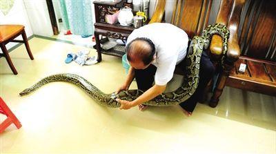 施阿公养的蟒蛇已有120斤重