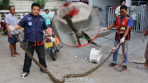 图片来源于网络