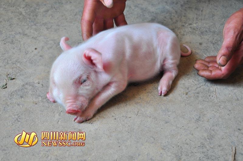 四川惊现怪猪双头三眼 两张嘴争着吃奶 四川惊现怪猪双头三眼 两张嘴争着吃奶