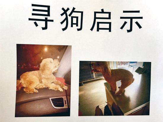 男子四处贴告示寻找女友爱犬