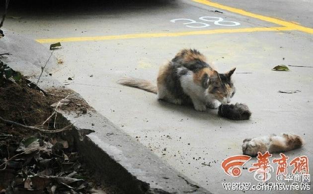 猫妈妈舔着猫崽尸体。