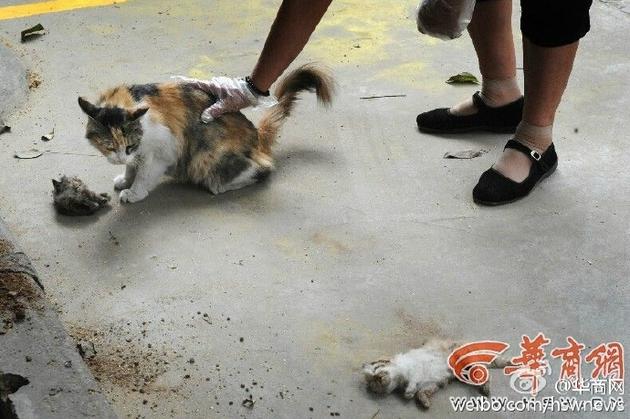 路人在安抚猫妈。