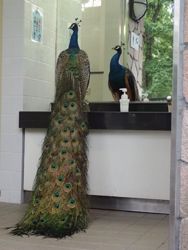 日本蓝孔雀男厕洗手台照镜子。图片来源：推特