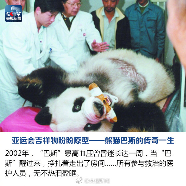 盼盼 原型传奇大熊猫巴斯去世 享年37岁_首页