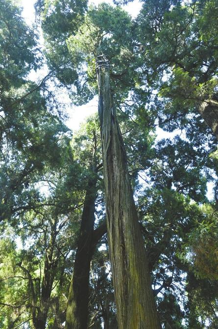 “剑阁柏”树干中空，生长状况岌岌可危。