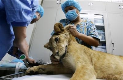 小狮子在准备间等待手术 摄影记者 刘海韵