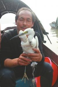 白鹭受到二次伤害,李明友心里有点不好受。