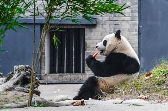 12月28日在中国大熊猫保护研究中心都江堰青城山基地拍摄的大熊猫“暖暖”。新华社 图