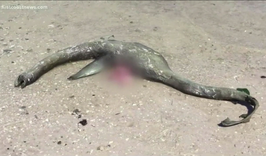 这个神秘的“生物”被发现在美国乔治亚州狼岛的海滩上。