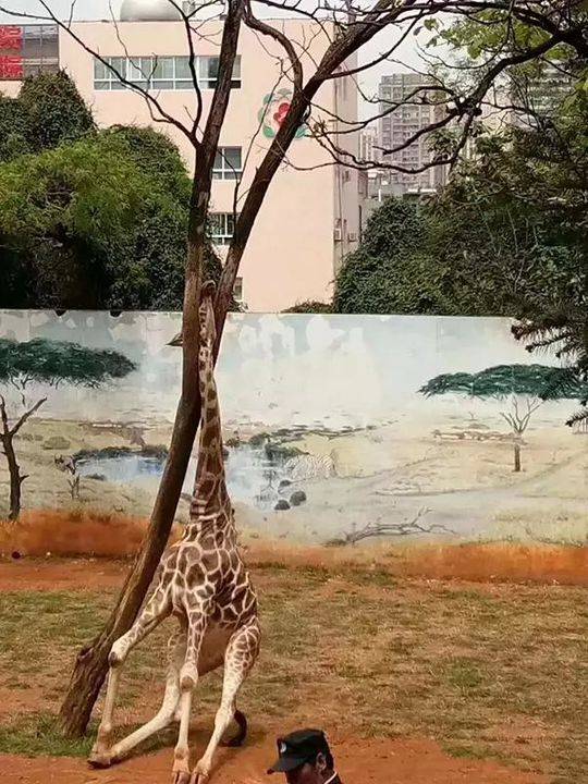长颈鹿“海荣”不小心将头卡在一棵大树的树杈内。