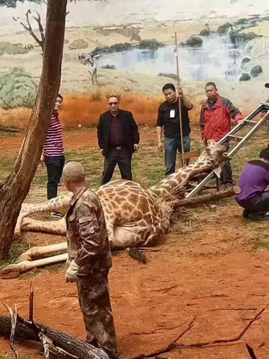 园方工作人员将长颈鹿“海荣”解救下来。 @春城晚报 图