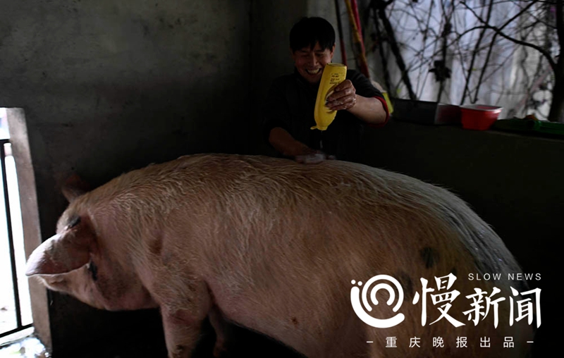 汶川地震十年猪坚强依然坚强：洗香波 吃细粮