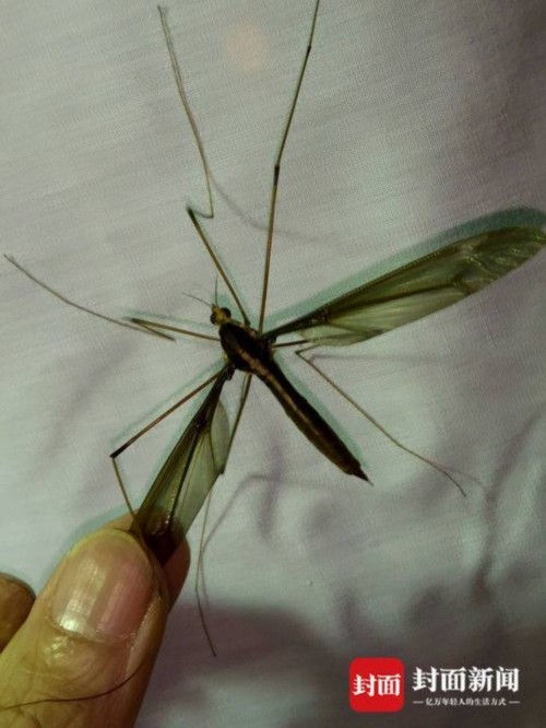 成都或发现世界上最大蚊子 翅展超0.1米不咬人