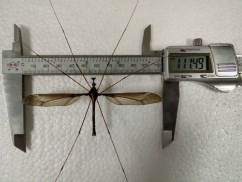 成都或发现世界上最大蚊子 翅展超0.1米不咬人