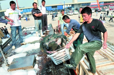 武汉海鲜批发市场_黄骅海鲜批发市场_三亚第一市场海鲜图片