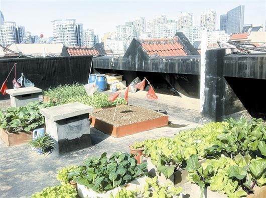 闹市屋顶现迷你菜园