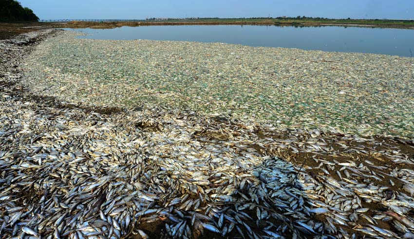 府河大面积死鱼原因查明 系上游化工厂超标排