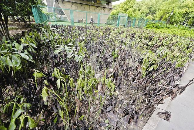 长江二桥桥面排污泥汉口江滩绿色植物被污染致死